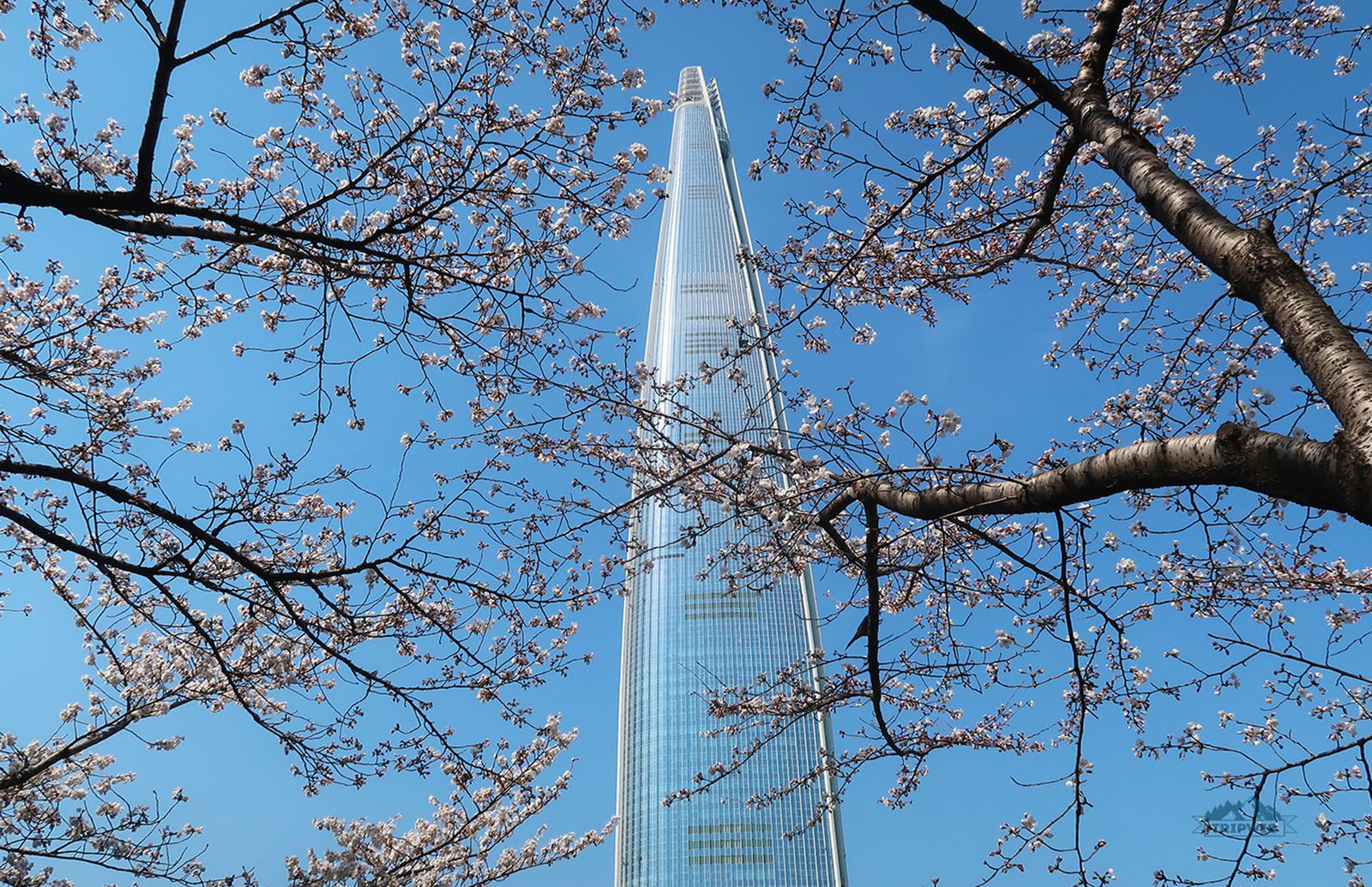 Lotte Tower