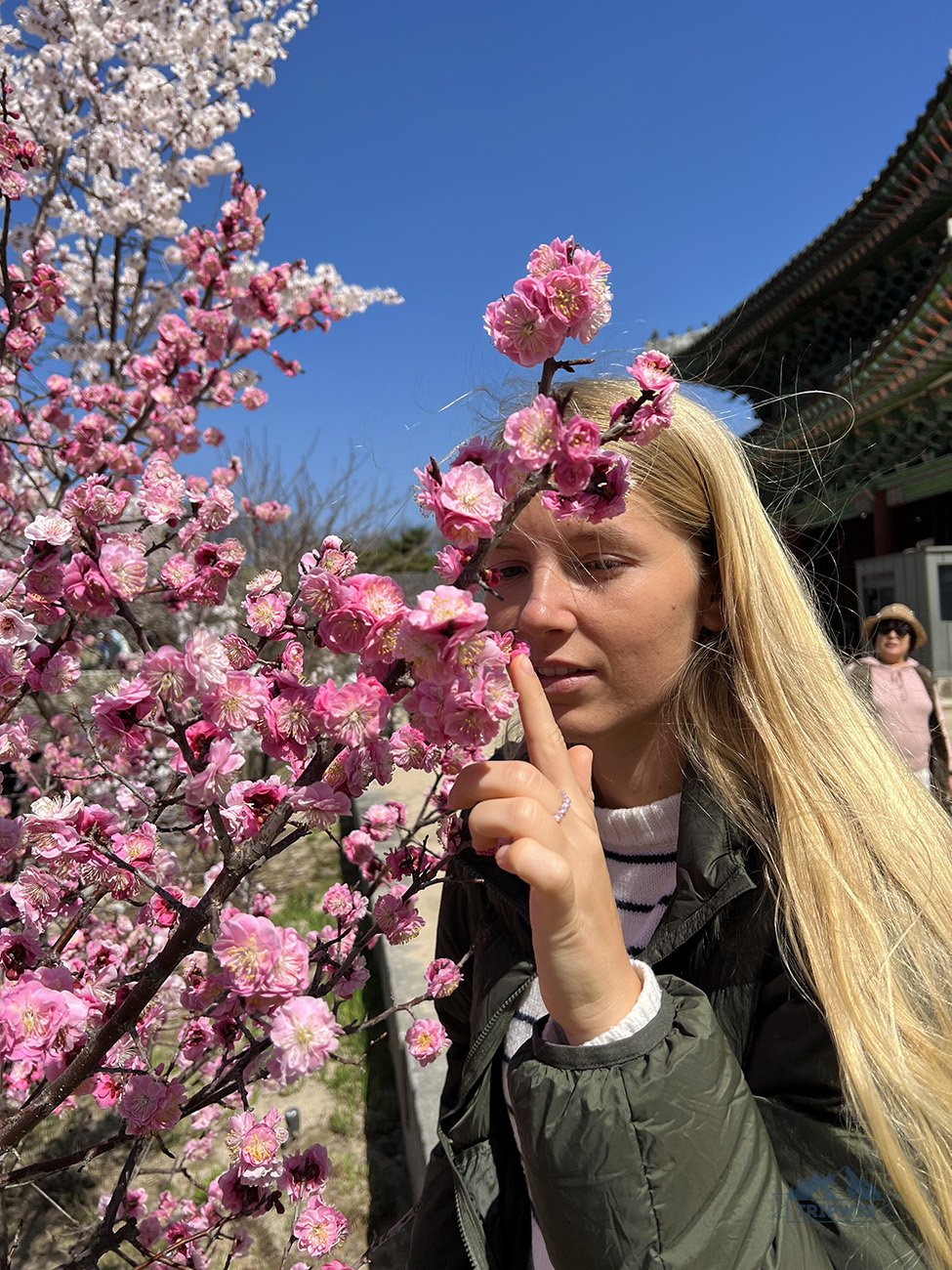 cherry blossom in seoul 2