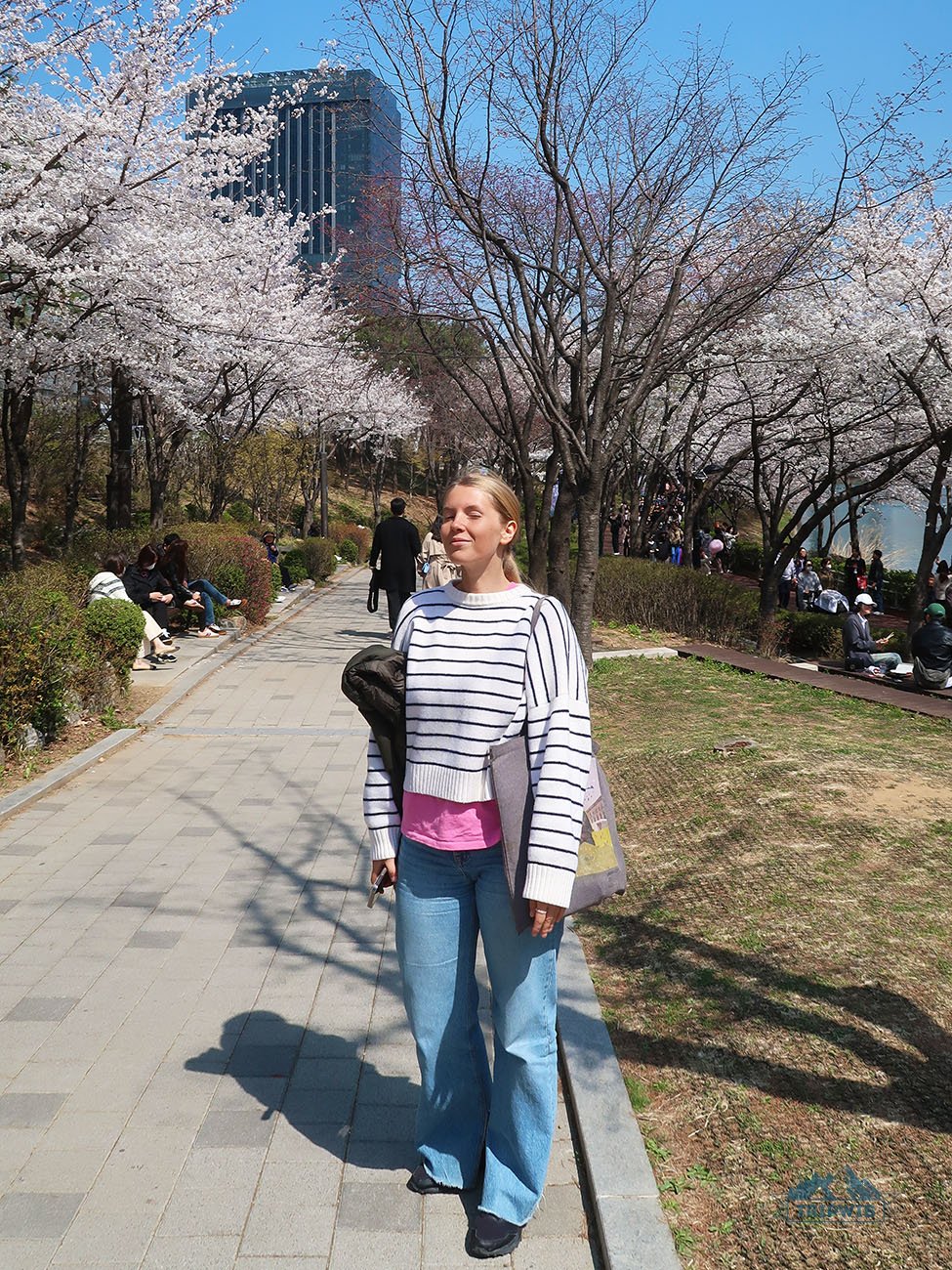 cherry blossom in seoul
